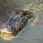 American Alligator 3