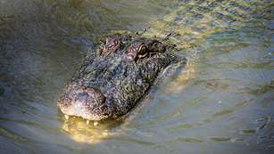 American Alligator 3