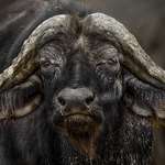 In The Hoofprints Of Giants Lead