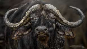 In The Hoofprints Of Giants Lead