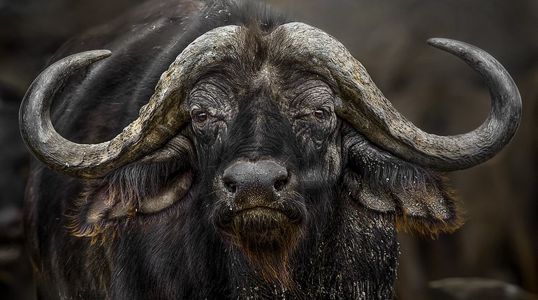 In the Hoofprints of Giants | An Official Journal Of The NRA