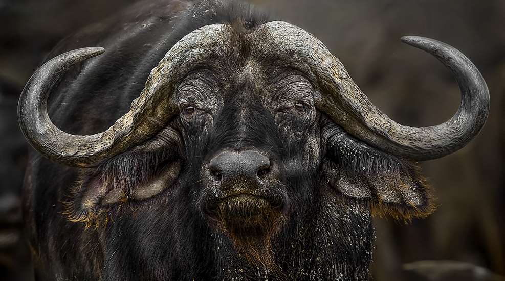 In The Hoofprints Of Giants Lead