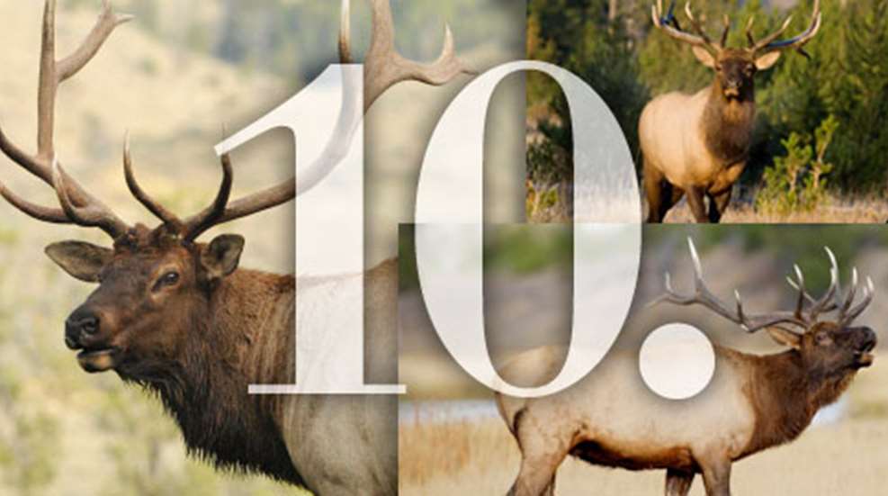 201083115335-10elk_fs.jpg