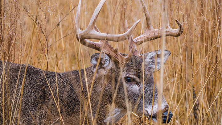 Whitetail Buck in Field