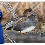 main2021-cali-duck-stamp-winner.jpg