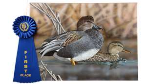 main2021-cali-duck-stamp-winner.jpg