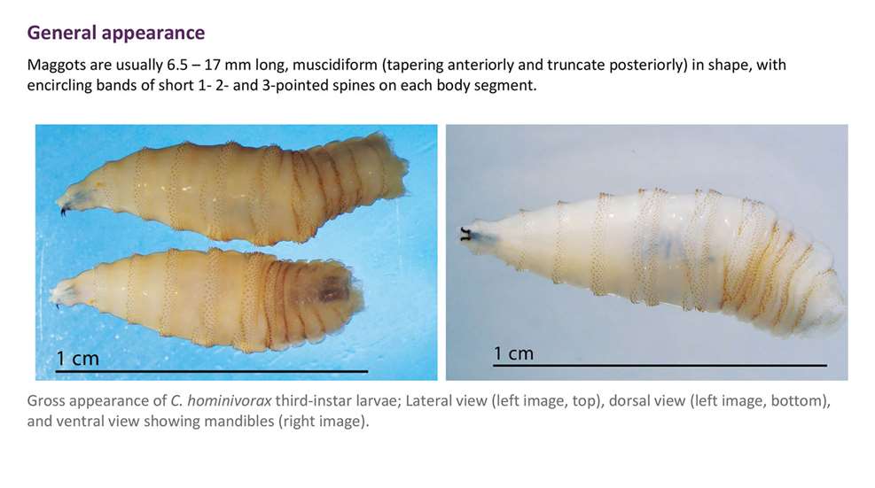 New World Screwworm