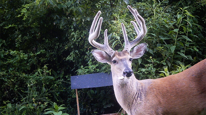 White-tailed buck in velvet