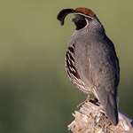 birdsofbaja_lead.jpg