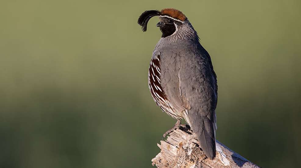 birdsofbaja_lead.jpg