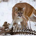 cougars_eastern_deer_f.jpg