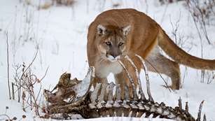 cougars_eastern_deer_f.jpg