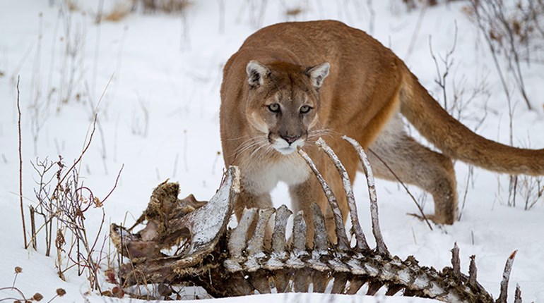 Can Cougars Control Eastern Deer? | An Official Journal Of The NRA