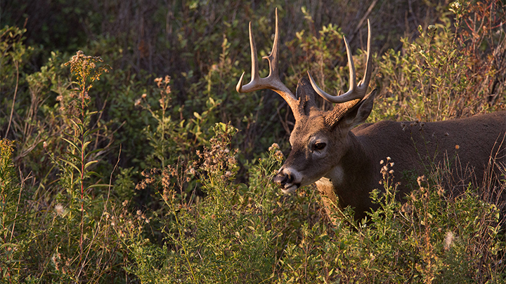 Whitetail Buck in Thicket