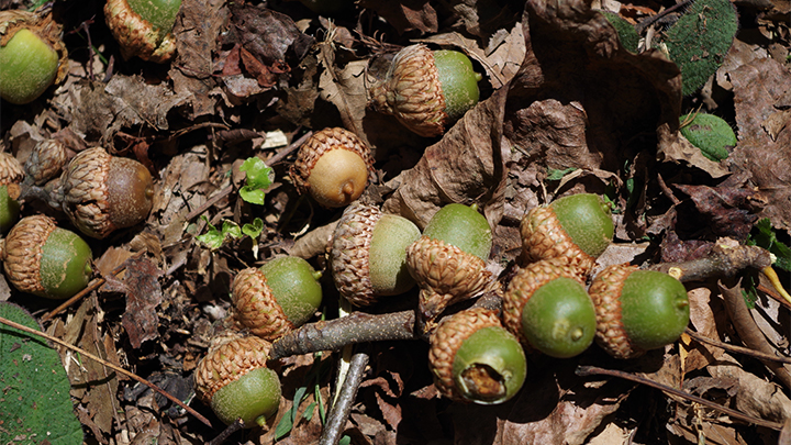 Acorns on ground