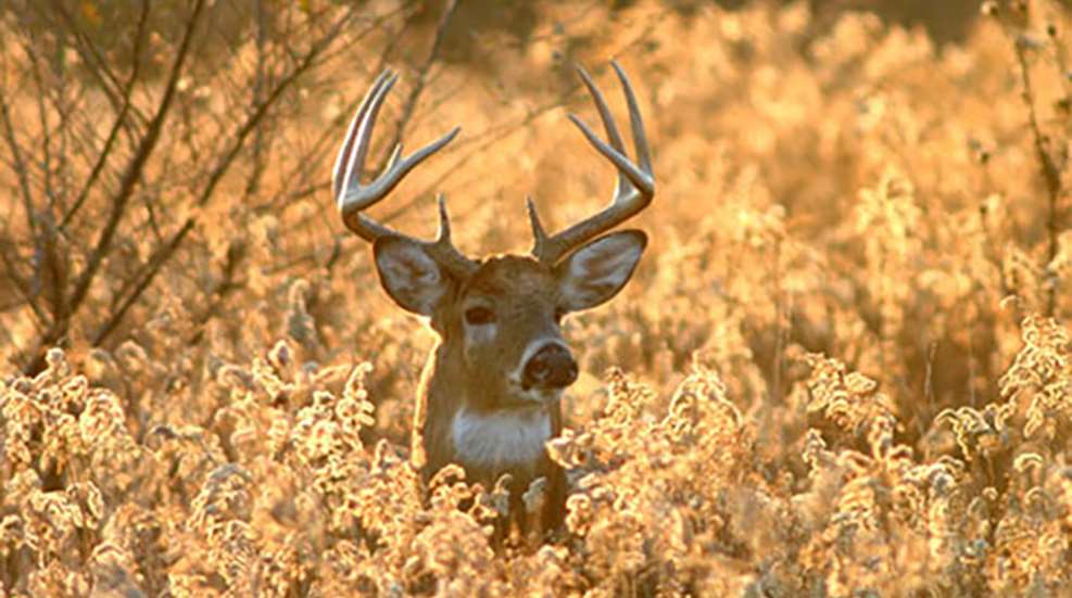 5crazywhitetailtactics_lead.jpg
