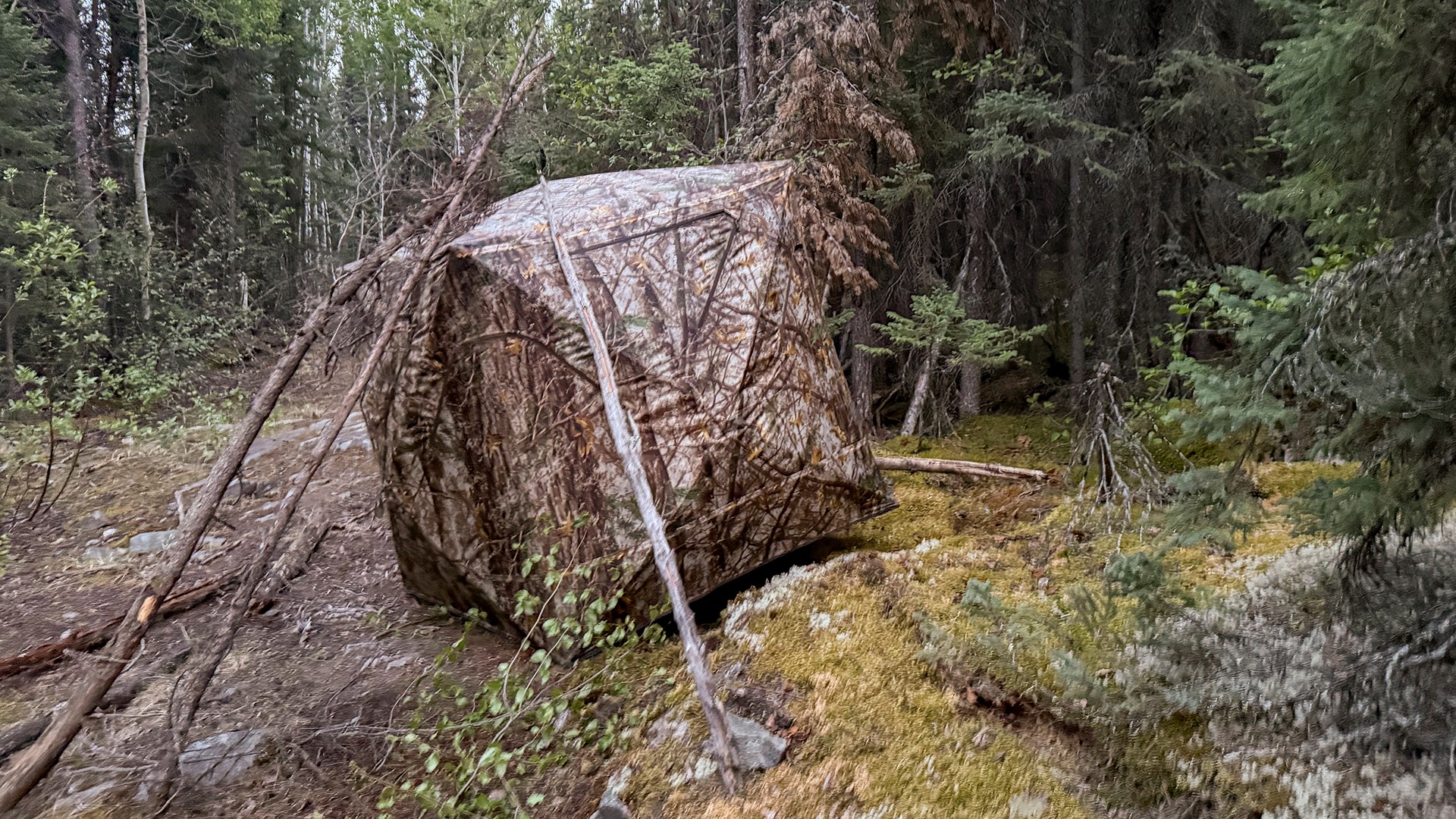 Black Bear Blind