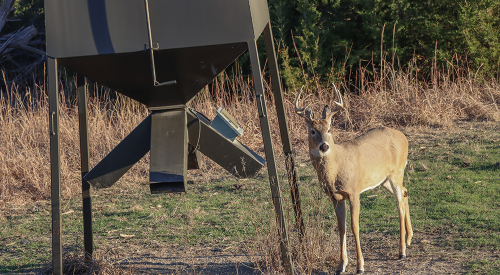 Whitetail deer walking up to steel feeder on green grass.