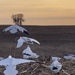 Snow Goose Science: Hunting Tips from the Pros | An Official Journal Of The NRA