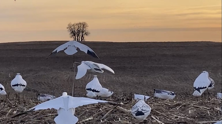 Snow Goose Science: Hunting Tips from the Pros | An Official Journal Of The NRA