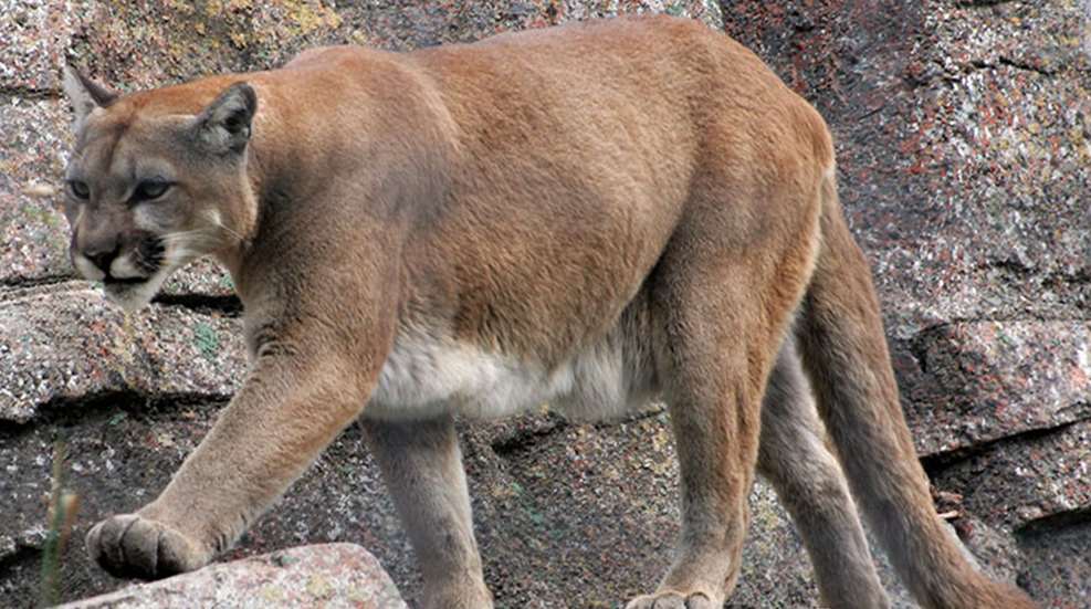 mountainlionattack_lead.jpg