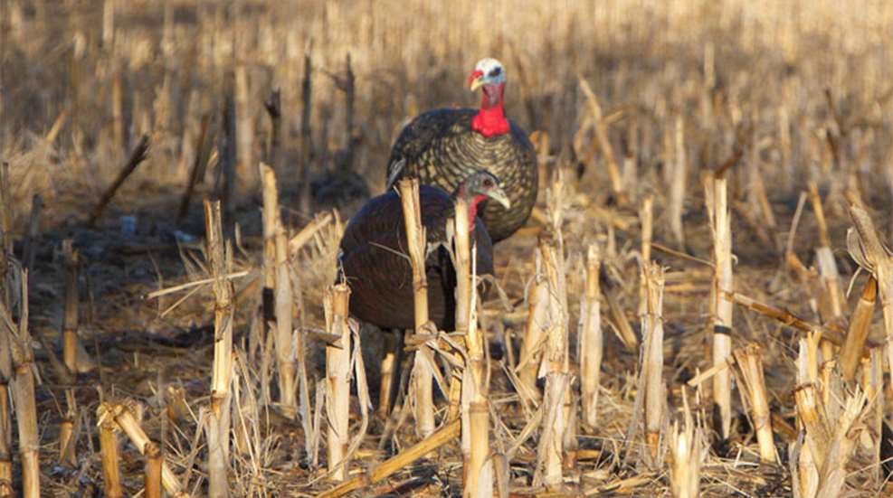 turkey_decoys_feature_f.jpg