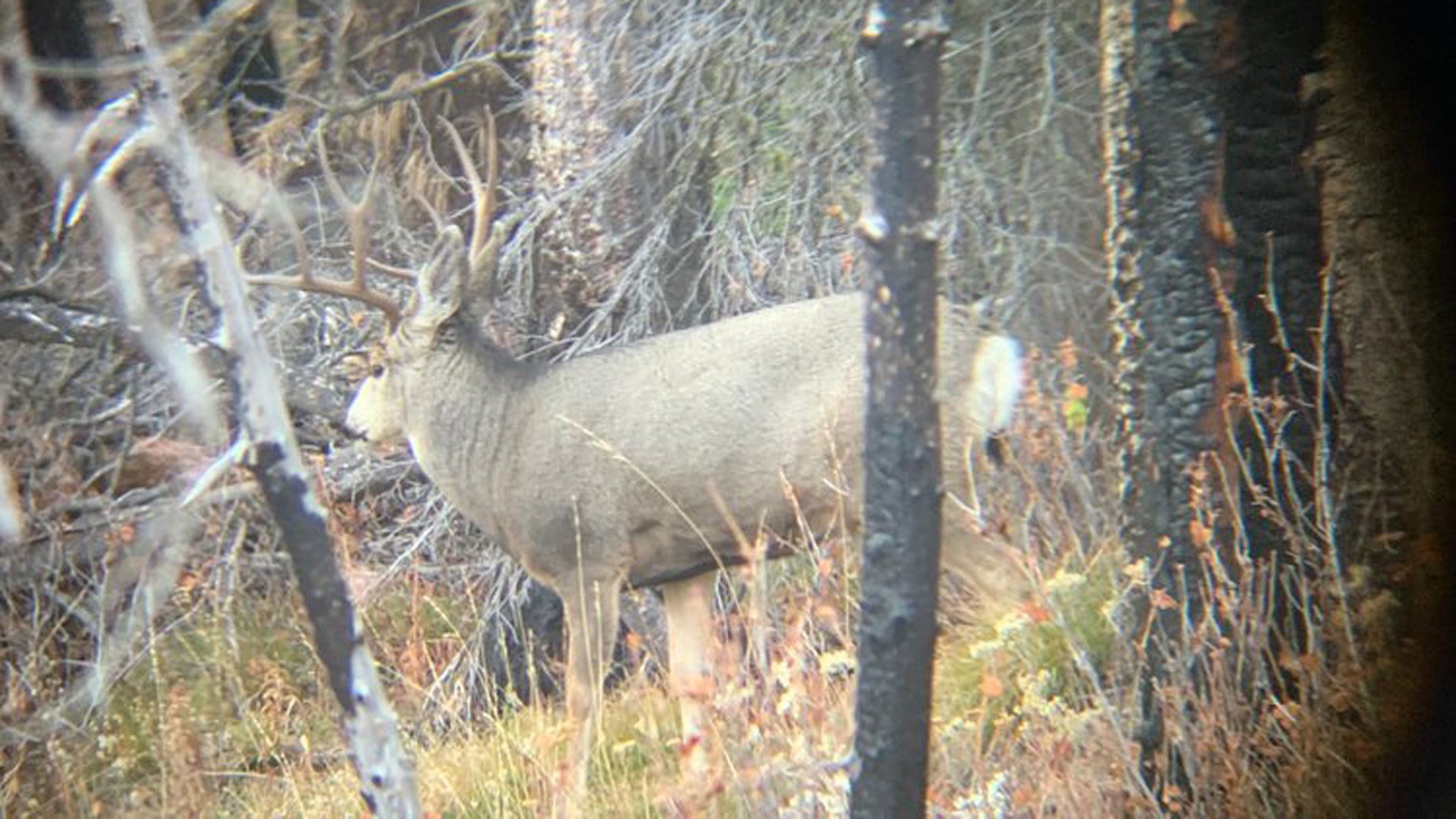 Big Mulie