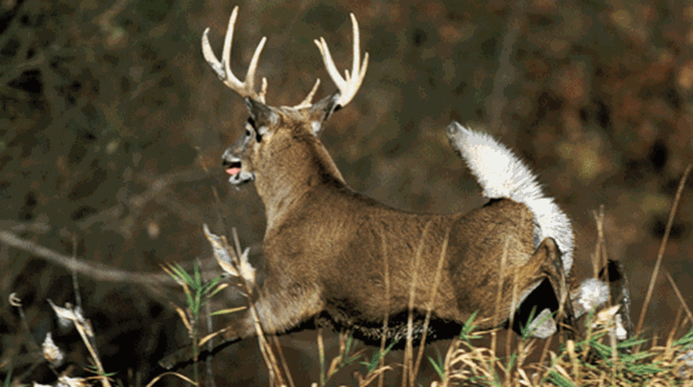 20091015-1-5-1-14246-whitetail-francis_f.gif