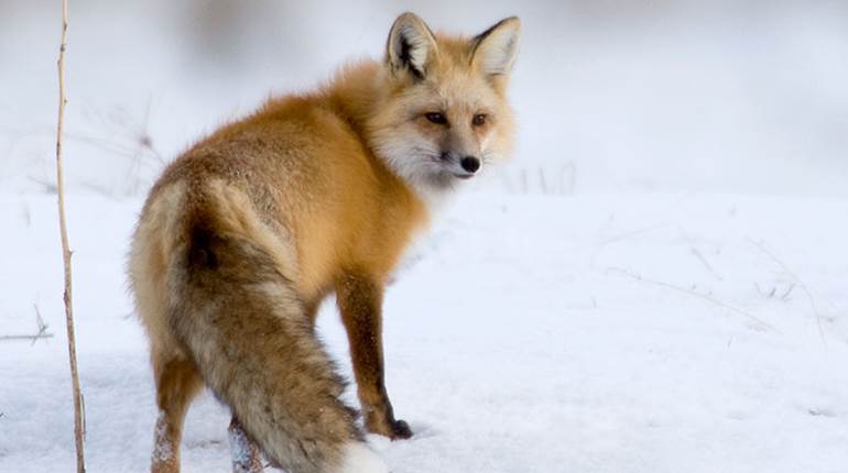 6 ‘Non-Native’ Species We Love to Hunt | An Official Journal Of The NRA