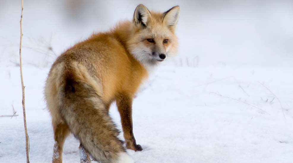 non-nativespecies_lead.jpg