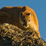 main-cougar.jpg