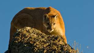 main-cougar.jpg