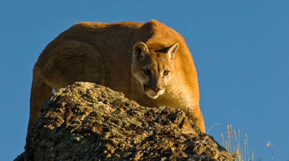 main-cougar.jpg