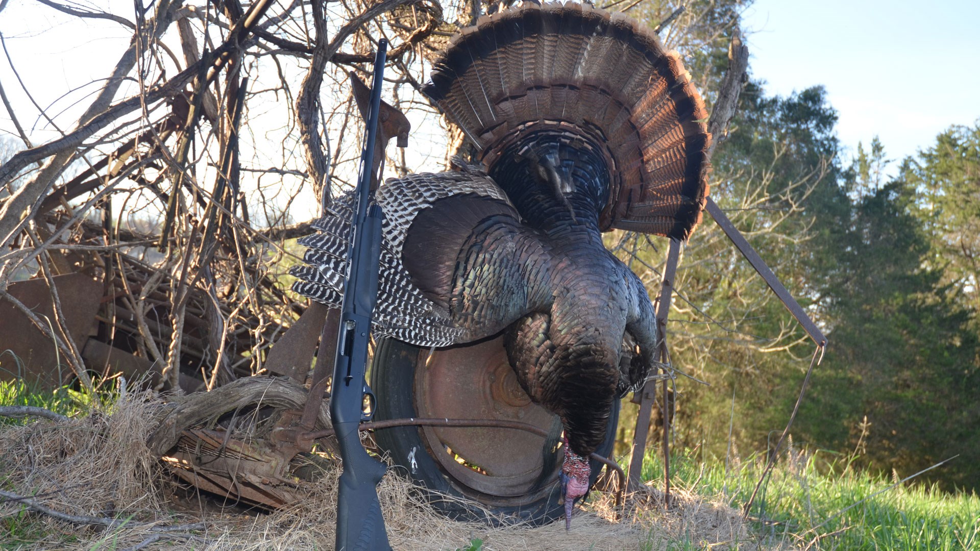 Gobbler in the golden sun, hanging on a wheel in a rustic setting