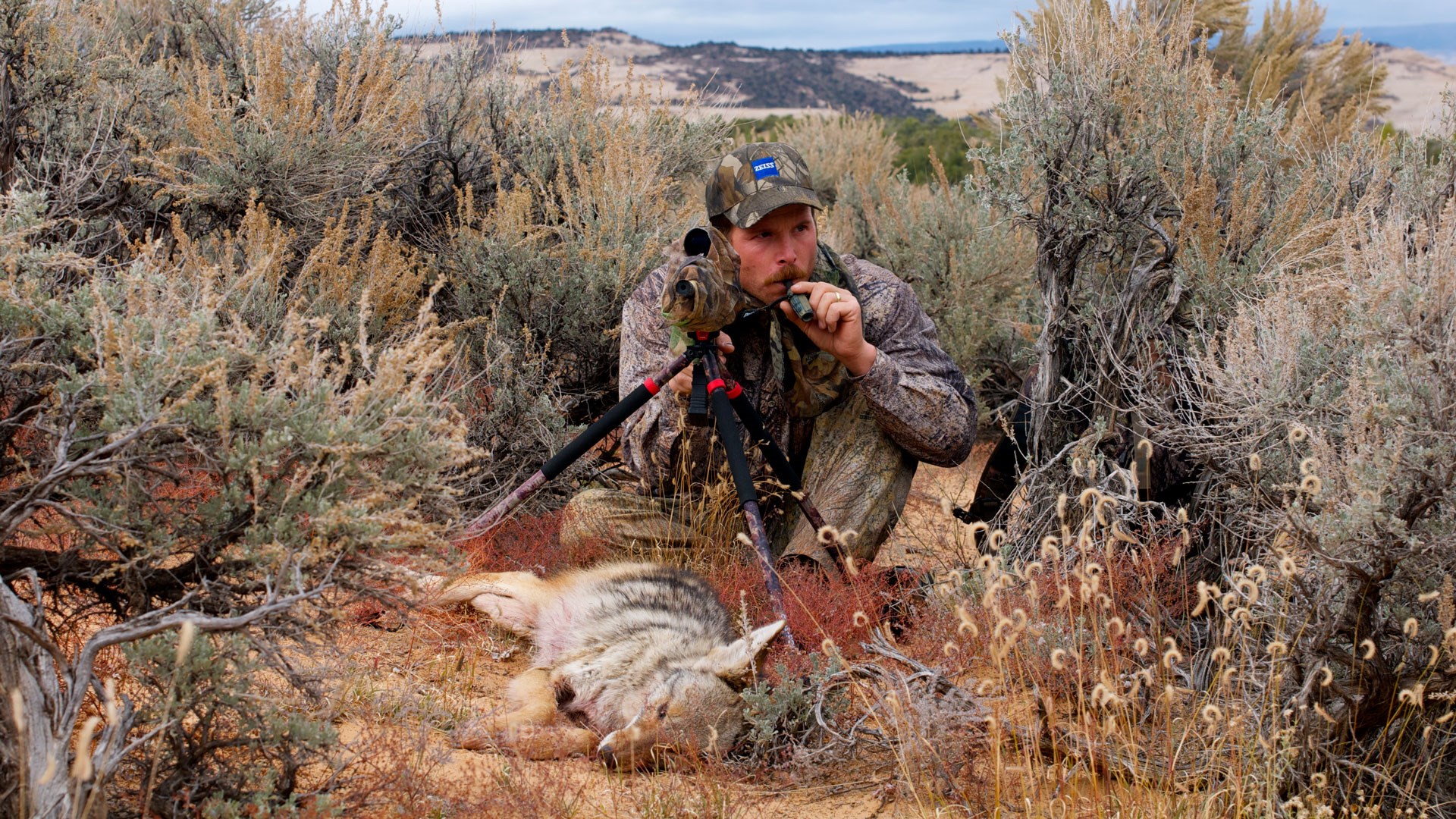 Hunter calling over ddead coyote