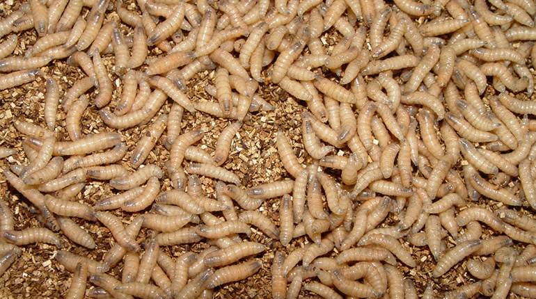 No Agreement in Texas Screwworm Response Plan | An Official Journal Of The NRA