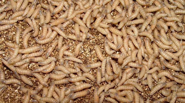 Ledenew World Screwworm A