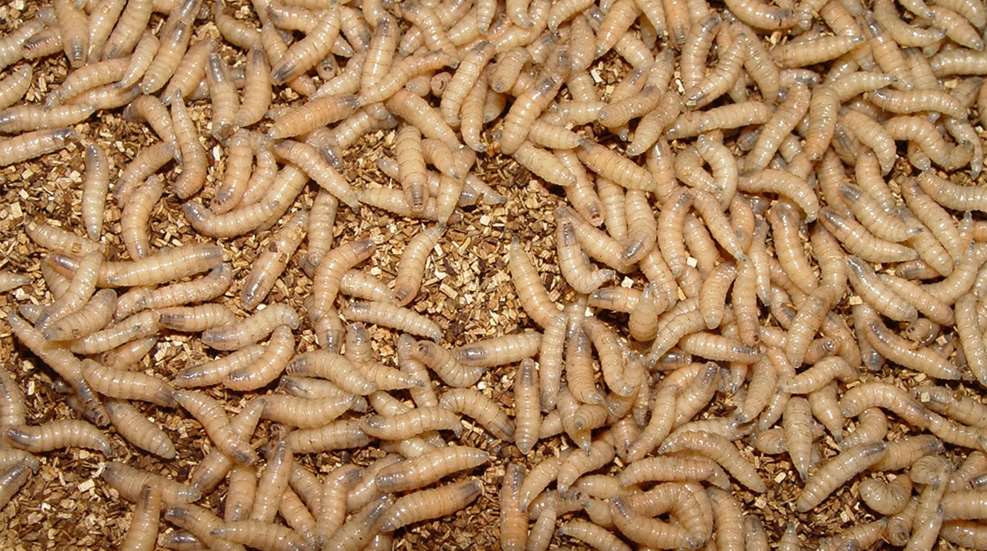 Ledenew World Screwworm A