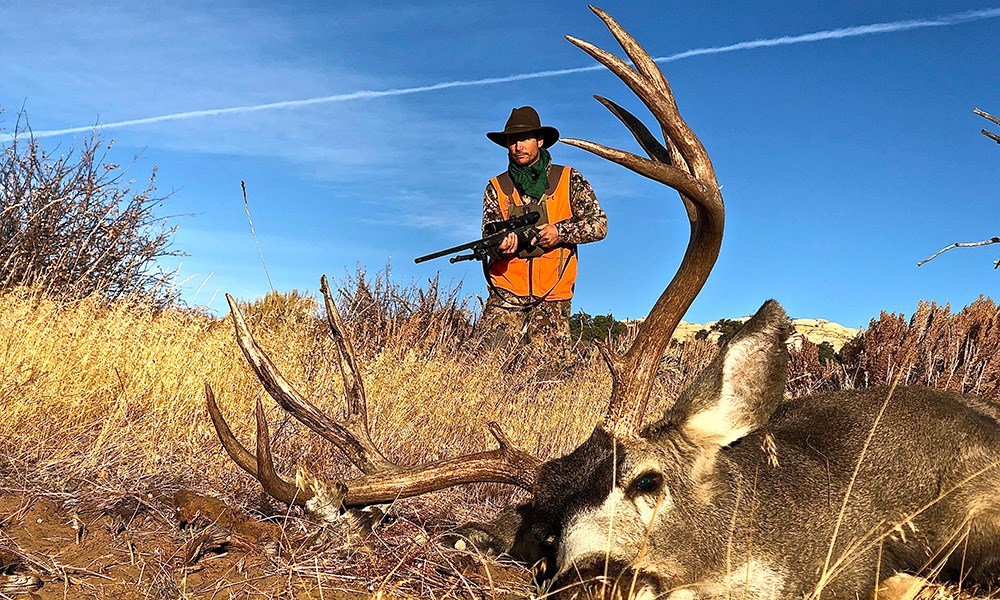 Hunter wearing blaze orange walking up to mule deer buck on the ground.