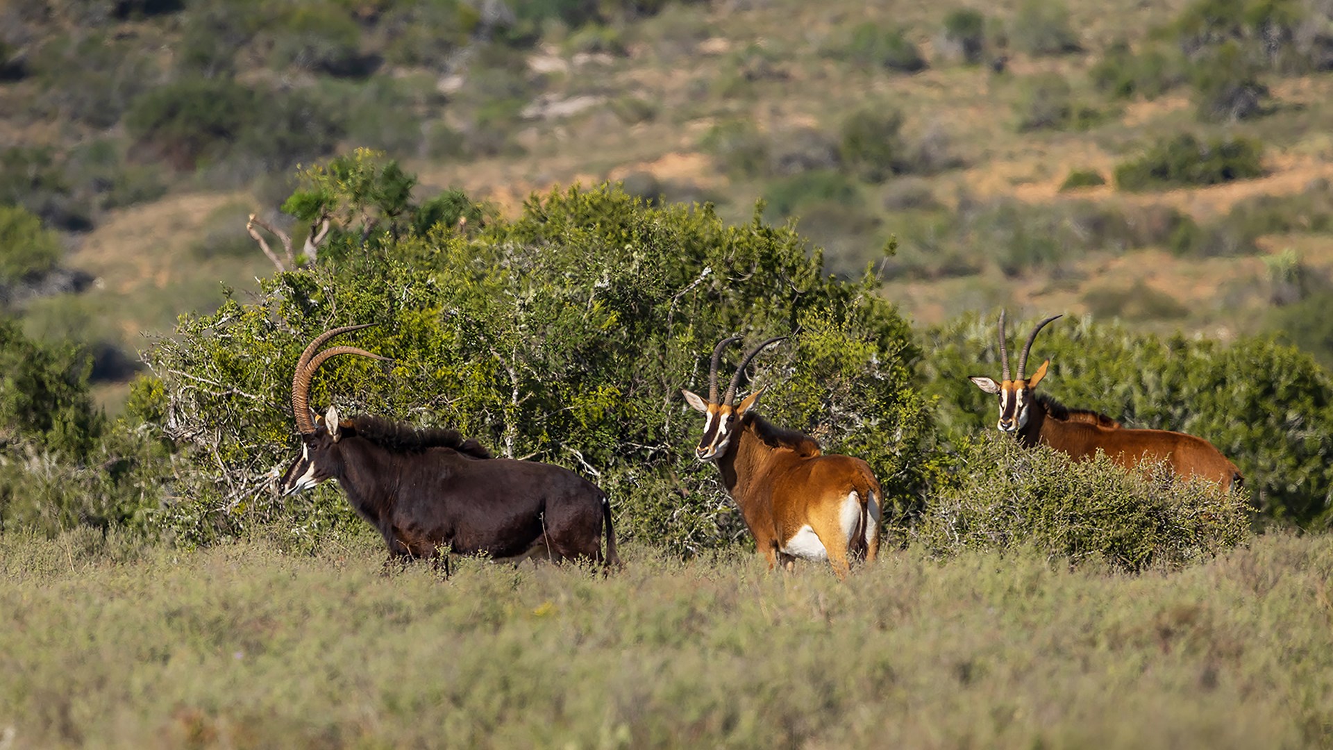 Sable Bull and cows