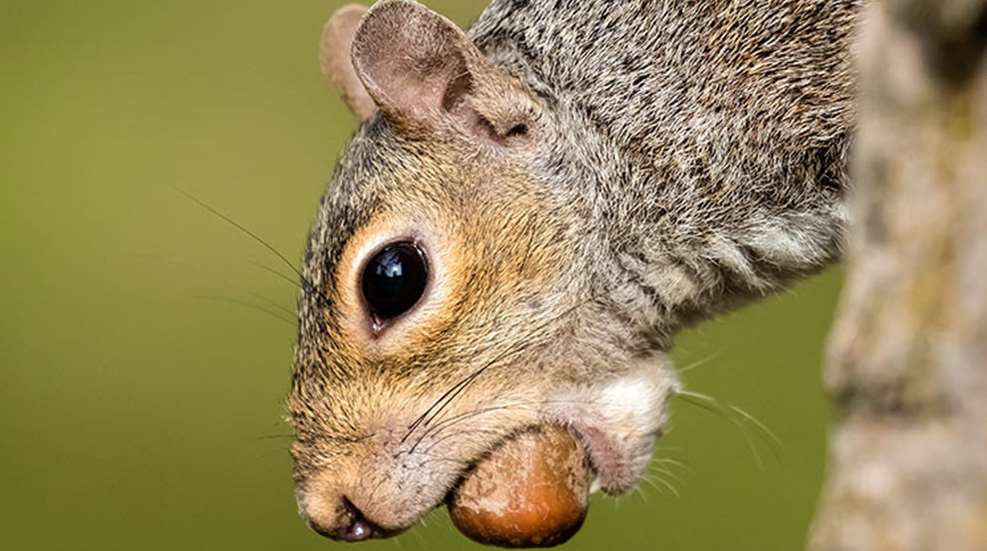 little_gray_rockets_f.jpg