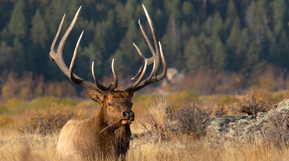elkhunting-thementalgame_lead.jpg