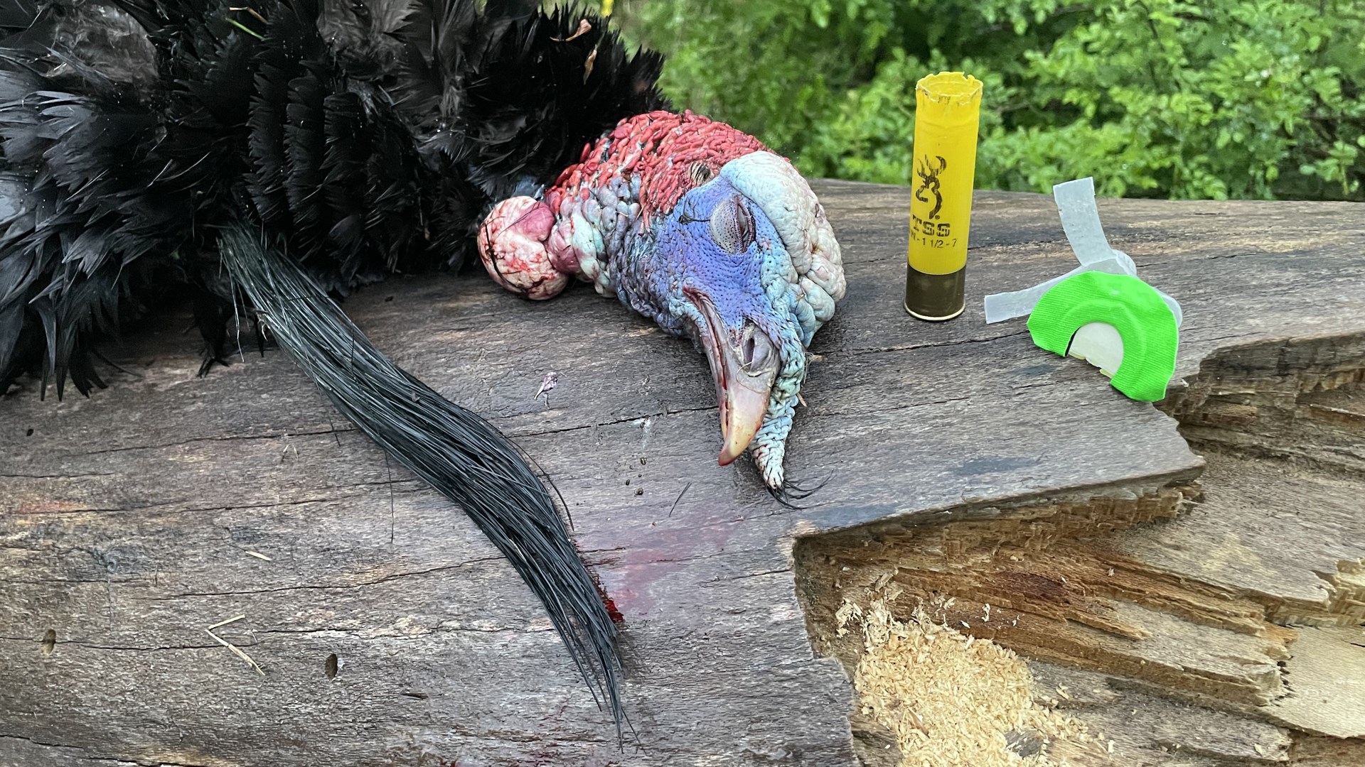 TSS Shell with turkey