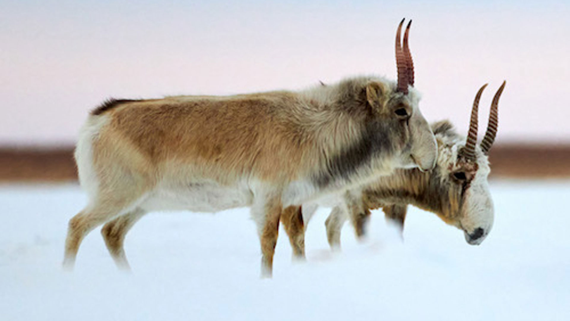 LEDE Saiga Antelope