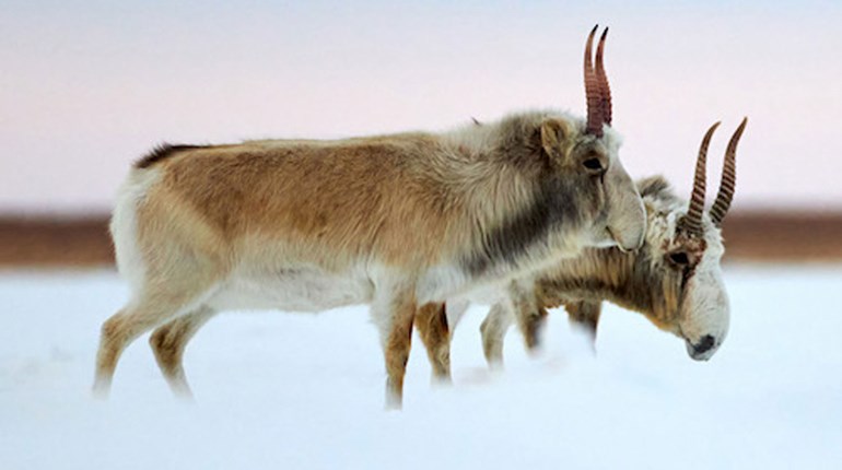 Saiga Antelope: Conservation Success in Kazakhstan | An Official Journal Of The NRA