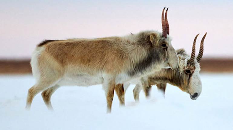 Saiga Antelope: Conservation Success in Kazakhstan | An Official Journal Of The NRA