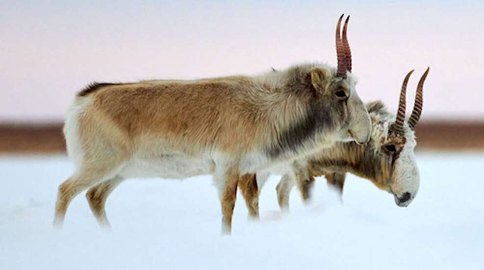 LEDE Saiga Antelope