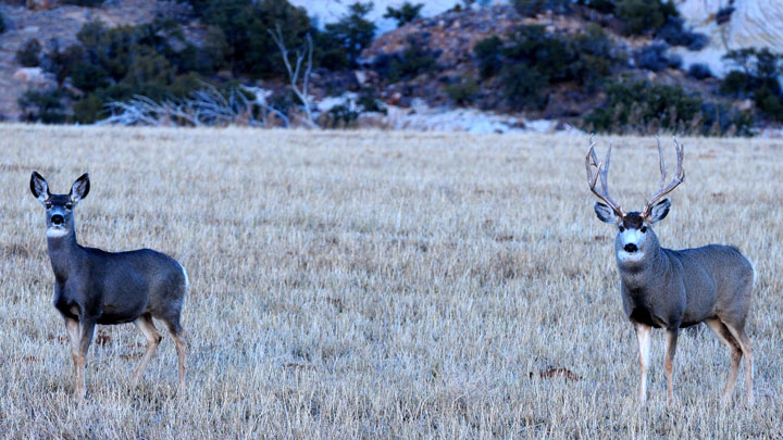 Mule deer in a lightly snowed field