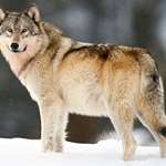2nd_wolf_incident_f.jpg