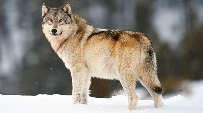 Court of Appeals Rules to Lift Federal Protections on Wyoming Wolves | An Official Journal Of The NRA